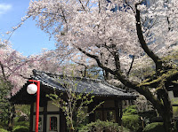 Shinagawa Prince Hotel cherry blossom