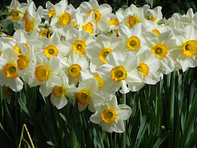 Poet's Daffodil Narcissus poeticus at Allan Gardens Conservatory Easter Flower Show 2013 by garden muses: not another Toronto gardening blog