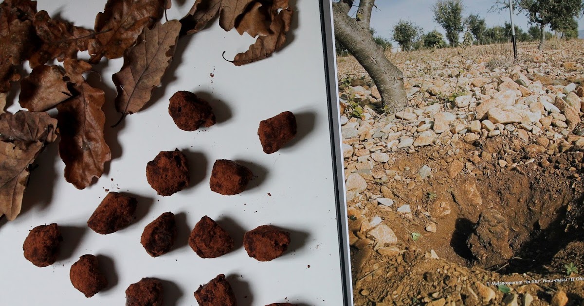 Mis tapas: Trufas trufadas