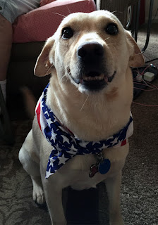 Layla in patriotic scarf