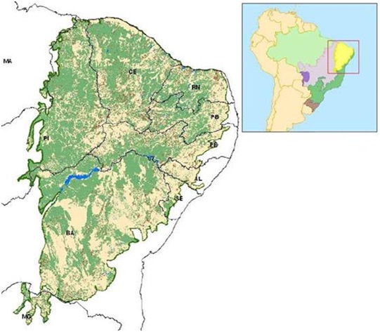 Biomas do Brasil: CAATINGA