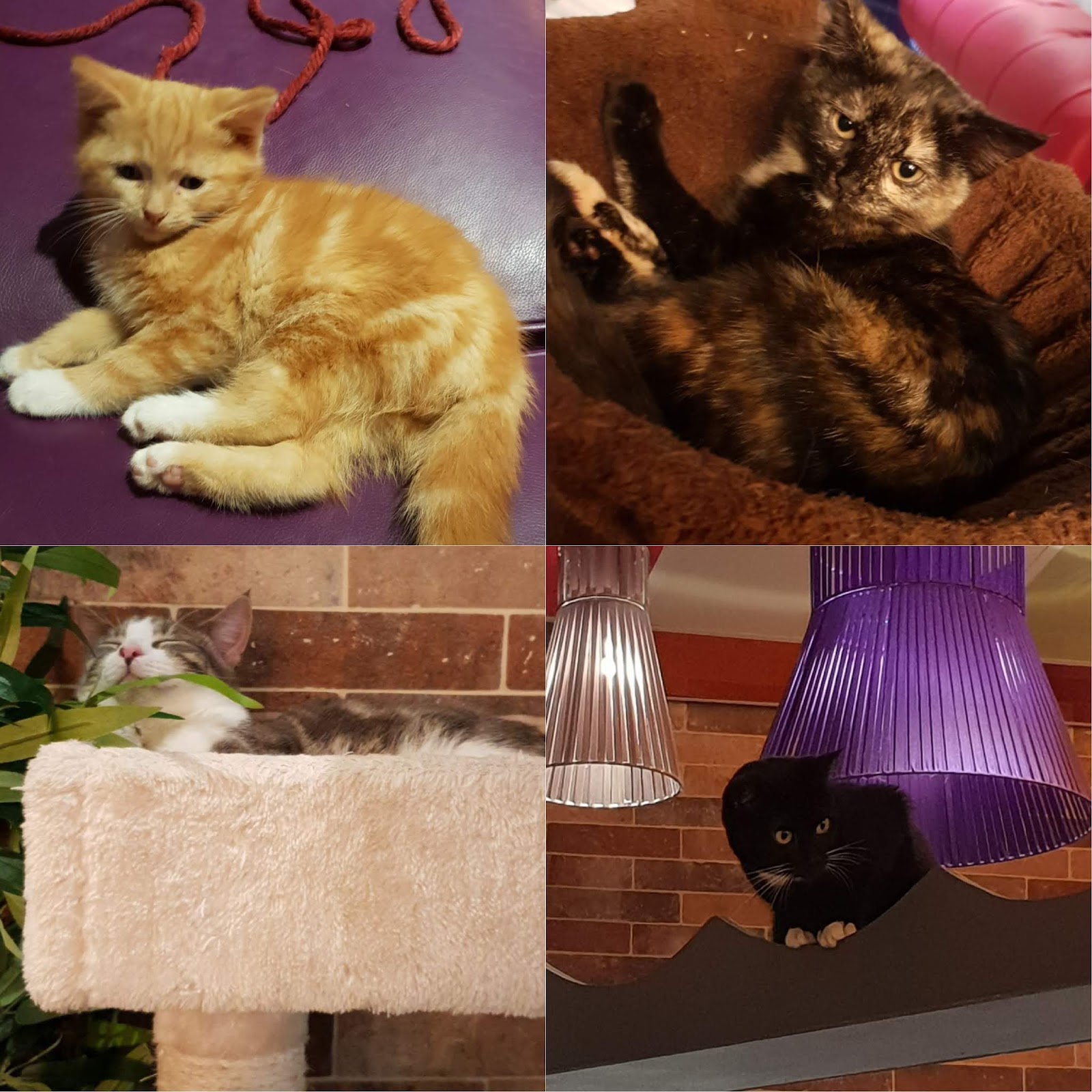 Leeds Kitty Cafe