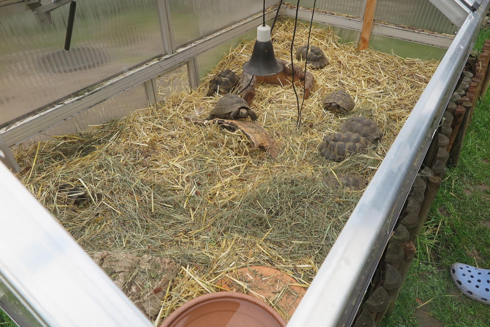 LandSchildkröten Blog, Haltung und Pflege