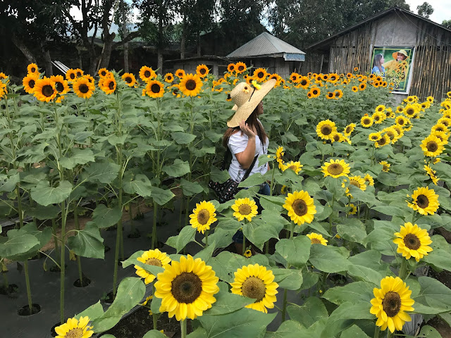 https://www.jonashares.com/2018/02/sunshine-farm-philippines.html