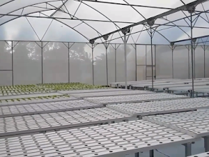 Tips Pertanian - Inilah 5  Manfaat Pembangunan Greenhouse Untuk Budidaya Tanaman