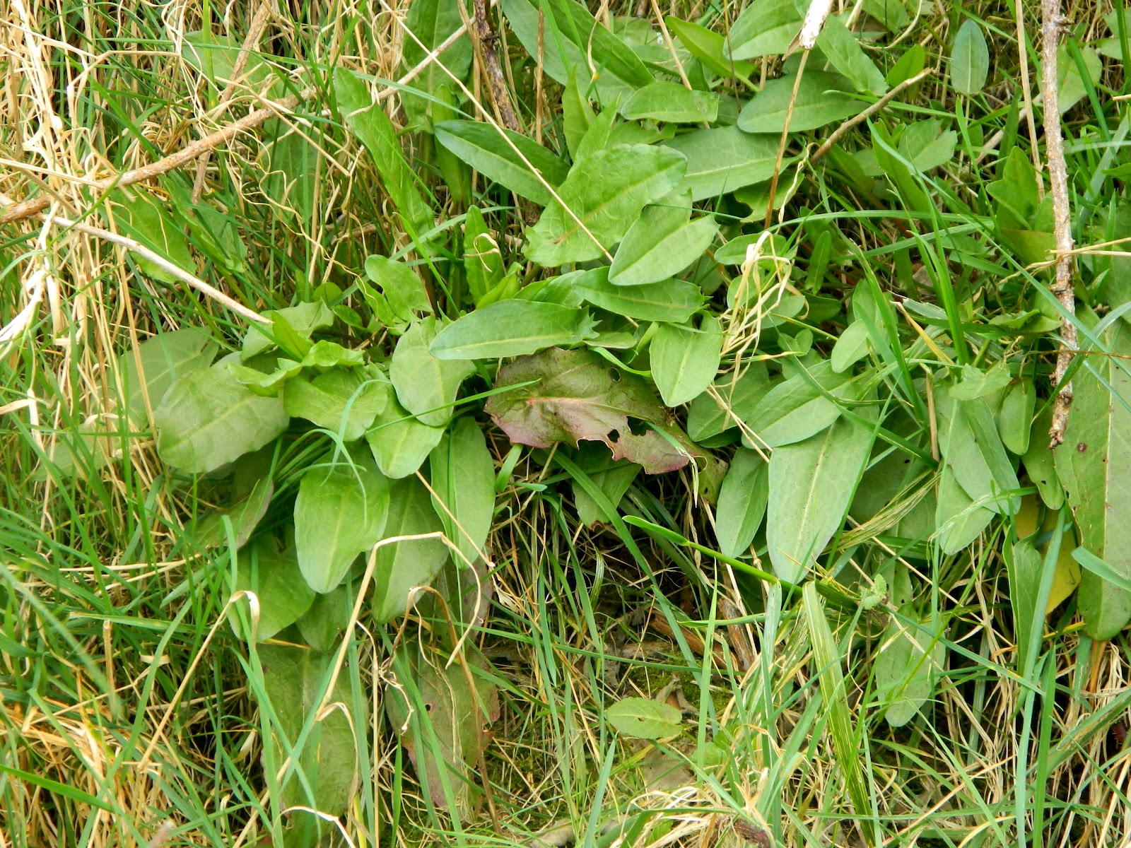 tofu for tea: Foraging in Howth
