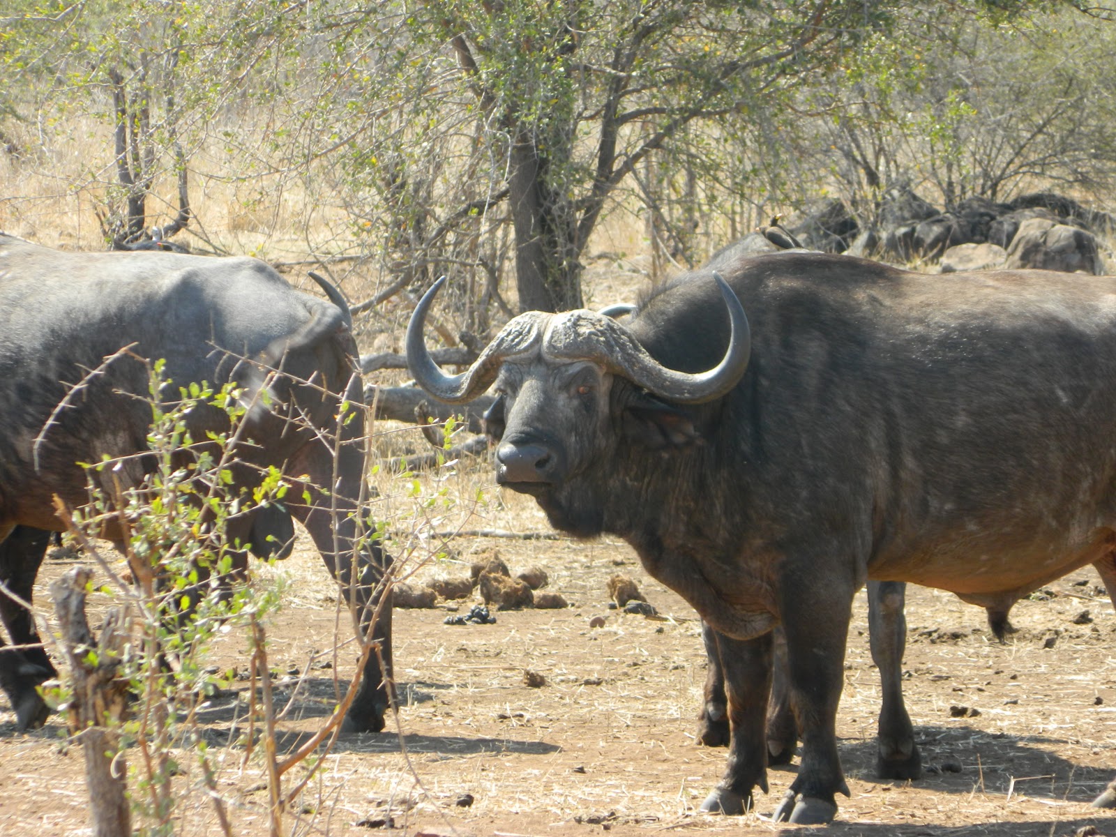 Watching the Sun Bake: African Buffalo - The Native Cow of