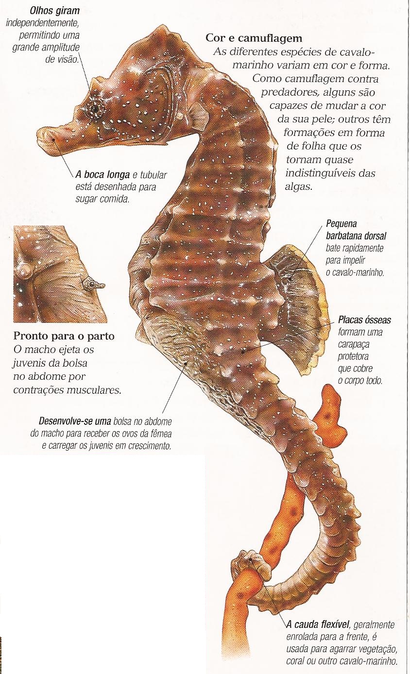 Cavalo-marinho – Wikipédia, a enciclopédia livre