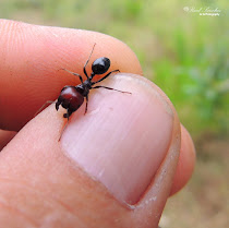 Hormiga (formícidos (Formicidae))