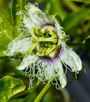 Primeras flores de Maracuya