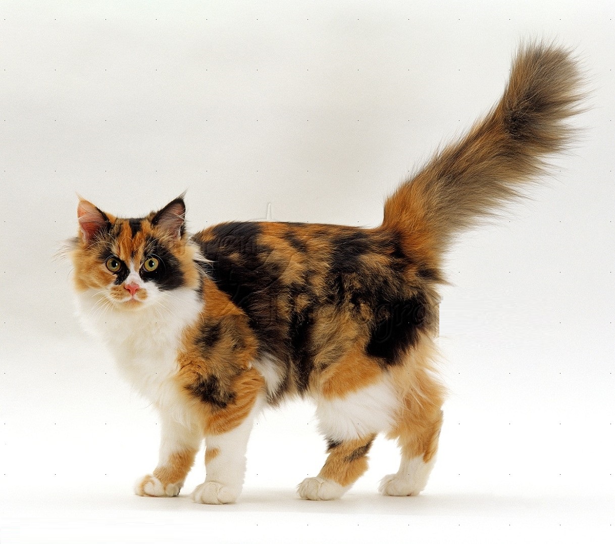 The Amazing Calico Cat Cat Breeds in photographs