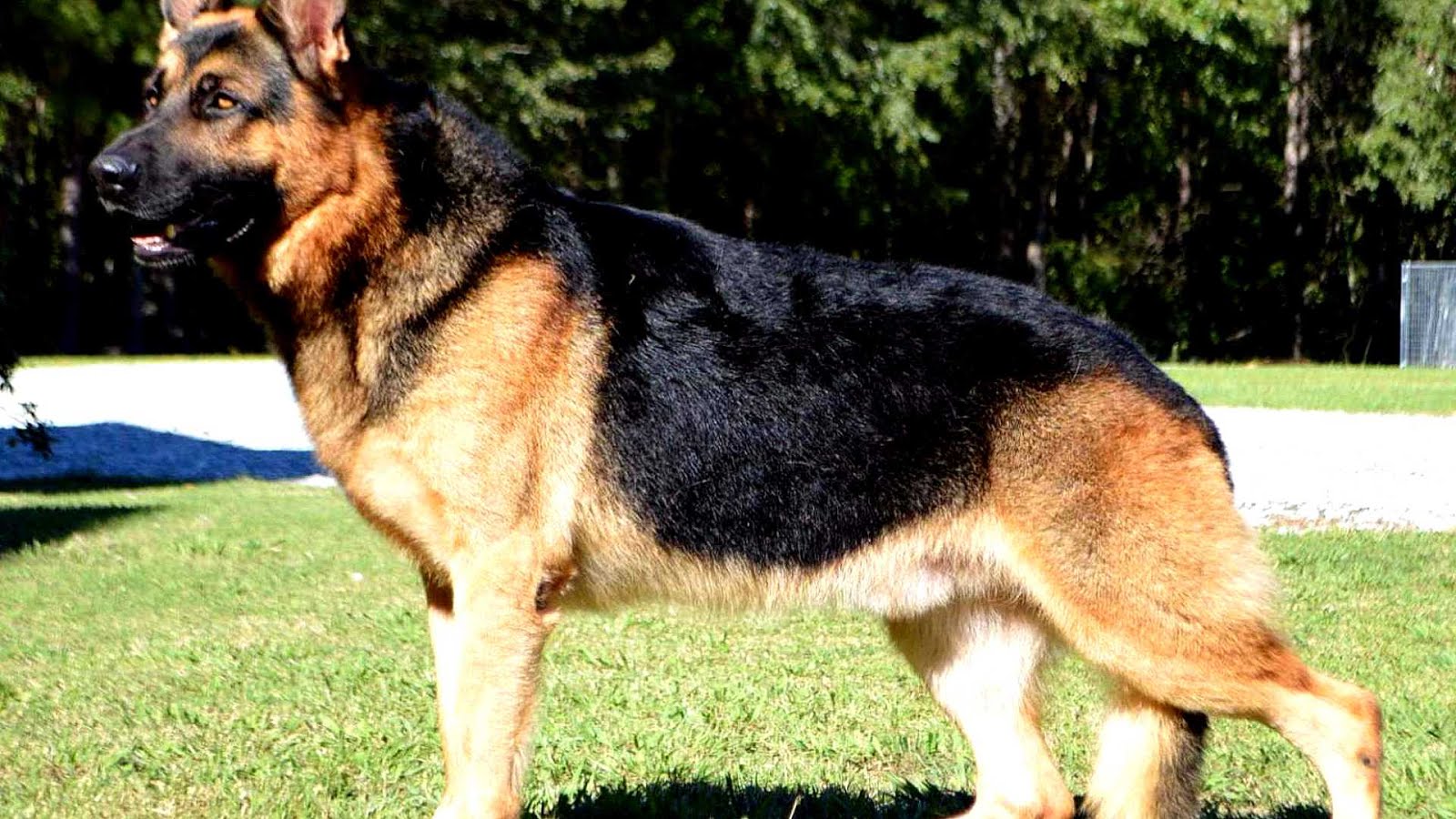 Akc German Shepherd Puppies German Choices