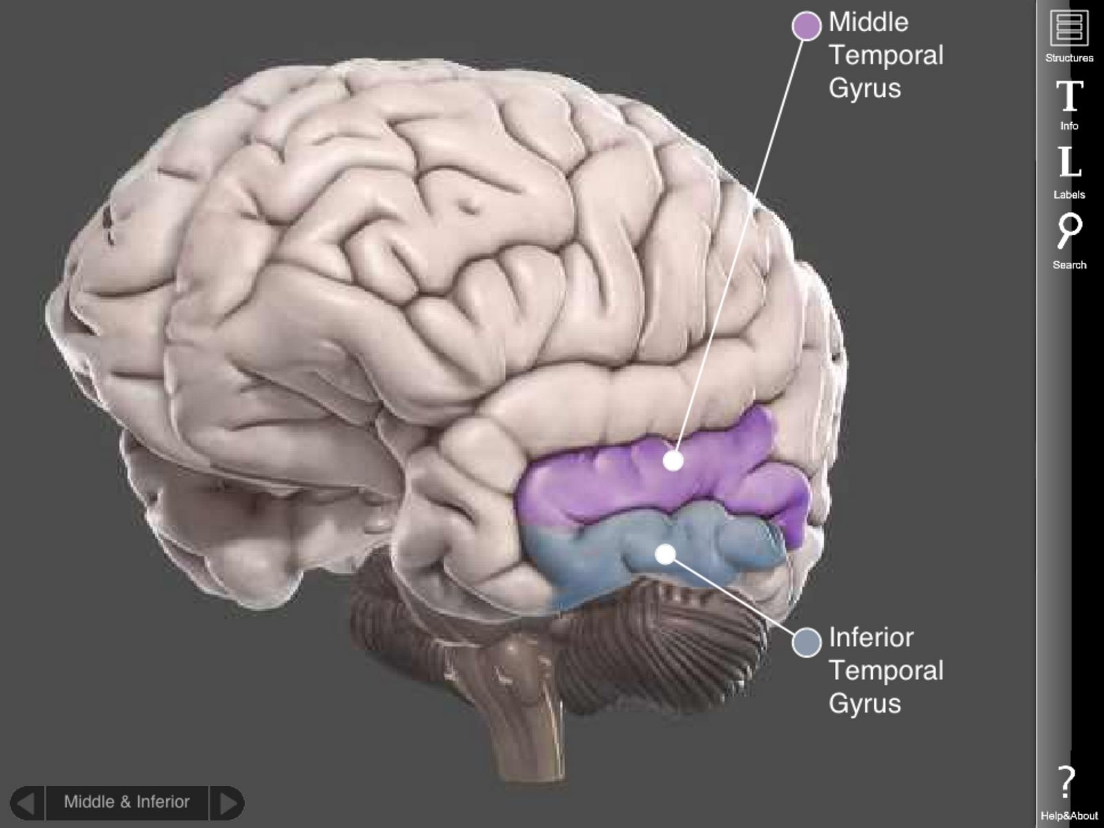 Brain Imaging in Reading Disorder (Dyslexia)
