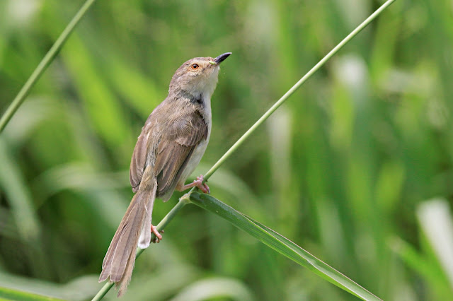 Plain Prinia in Nam Sang Wai, Hong Kong Plain Prinia calling loud