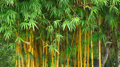 Bambu Apus: Manfaat, Jenis dan Penggunaan yang Perlu Diketahui