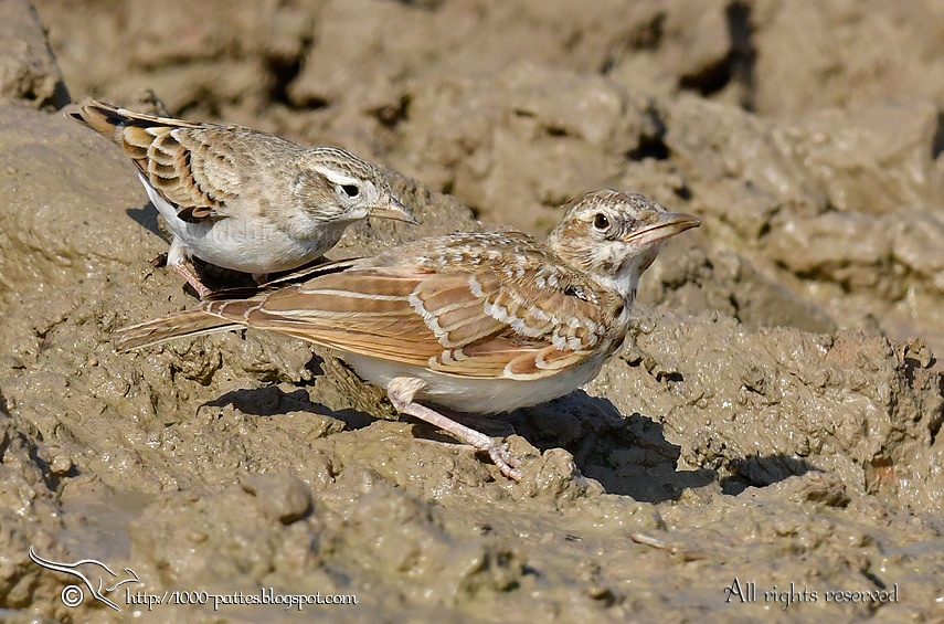 WILDLIFE GATEWAY ALOUETTE CALANDRELLE