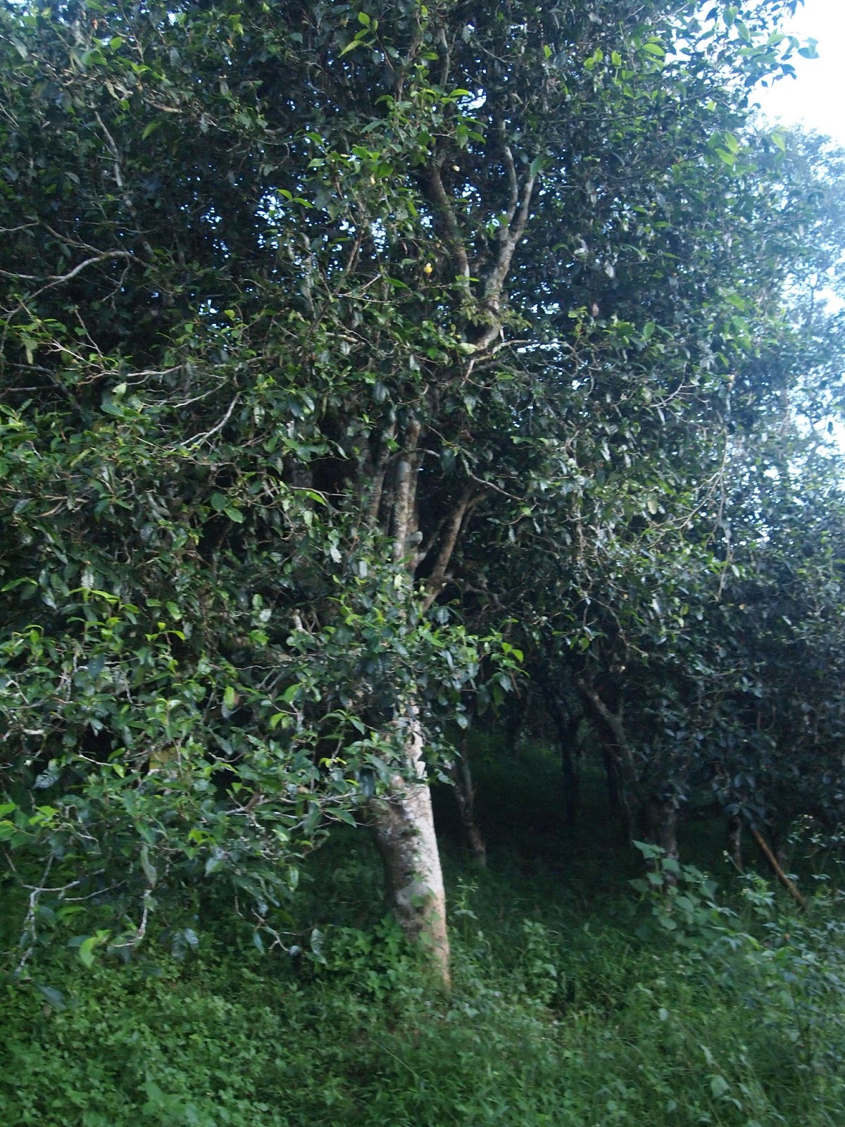 14 Big puerh tea mountains in XiShuangBanNa YunNan China ( 2/2 )