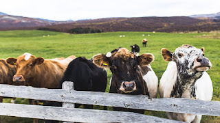 Picture of cows
