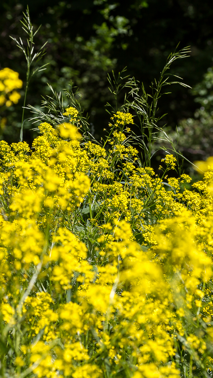 Beekeeping Wallpapers for Smartphones - Part 2