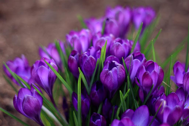  spring flowers© Annie Japaud Photography 