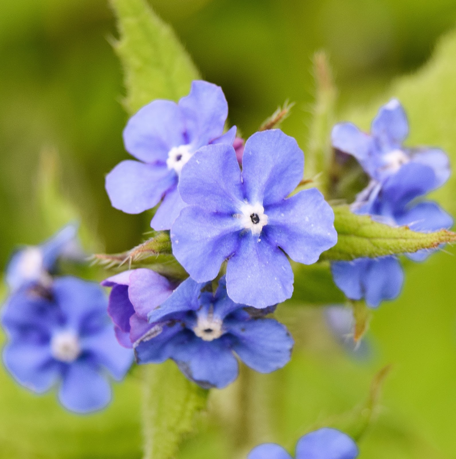 Wafflemama. Flowers Photo Project 365