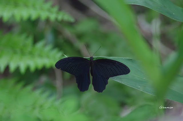雞南山散步，黑鳳蝶