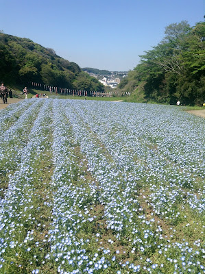 Kurihama Flower Park blue flowers
