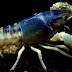 แนวทางการเพาะพันธุ์กุ้งสวยงาม "โกส"