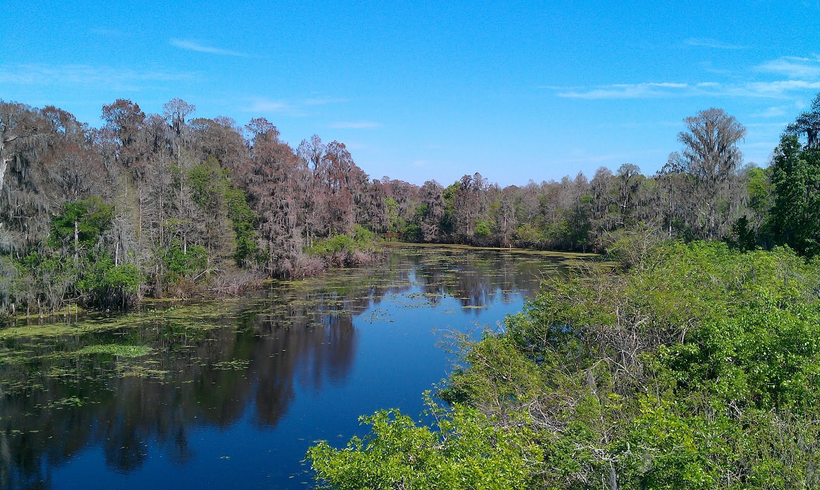 The Tampa Bay Hiker Lettuce Lake