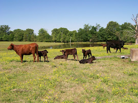 Beef Cattle