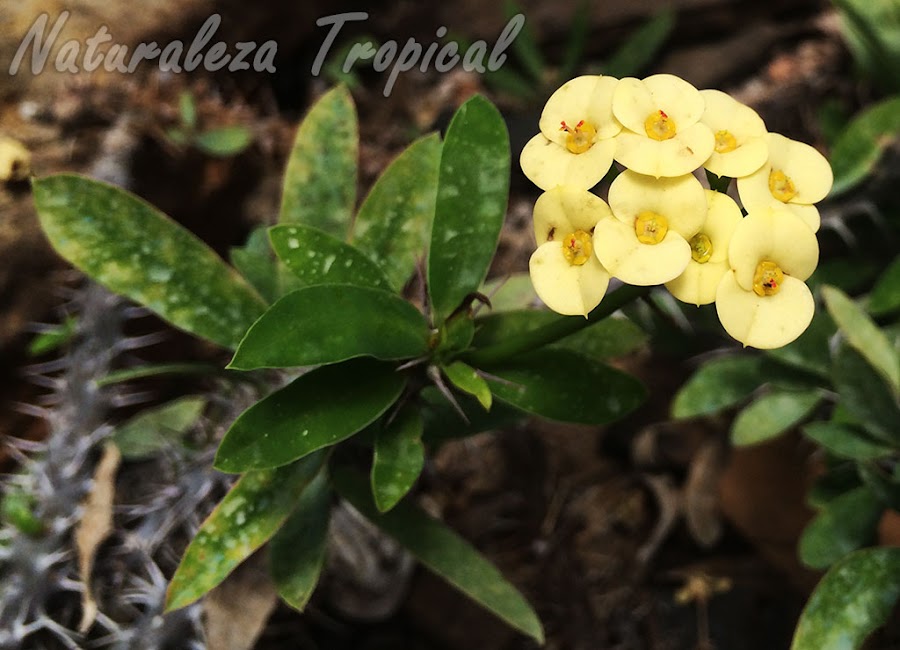 Flores amarillas de una Corona de Cristo o Corona de Espinas, Euphorbia milii