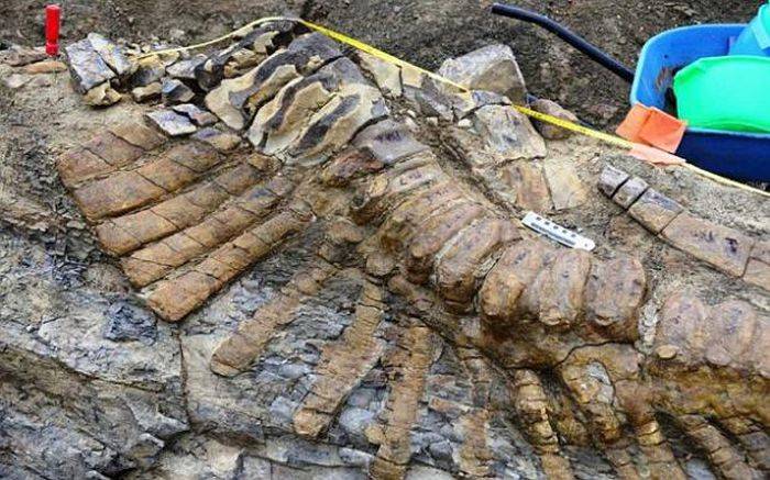 dinosaur tail found