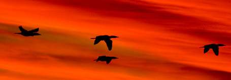 King Cormorant in Peninsula Valdes