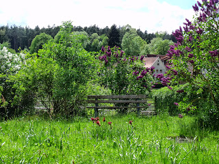 Bank in der Wiese (c) by Joachim F. Wenk