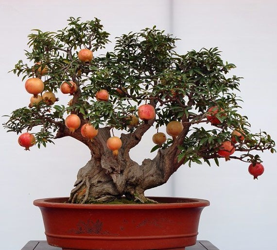 Bonsai Fruit Trees for Sale in Pakistan 2018