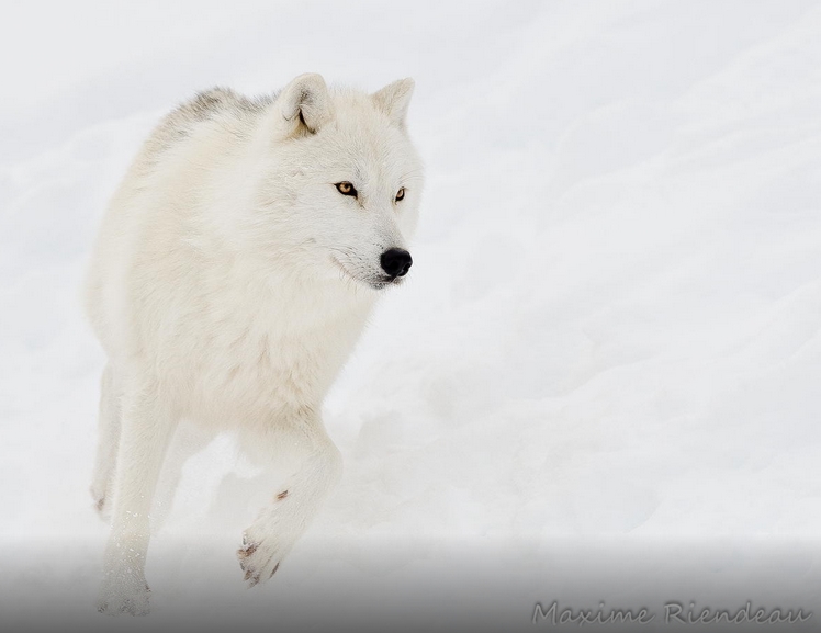 White Wolf : Fascinating Wildlife Pictures of Maxime Riendeau Will Take ...