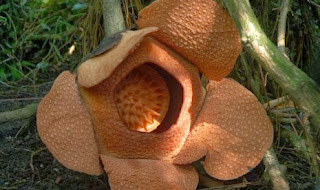 Rafflesia Patma 
