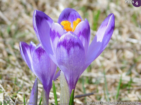 Szafran spiski (Crocus scepusiensis).