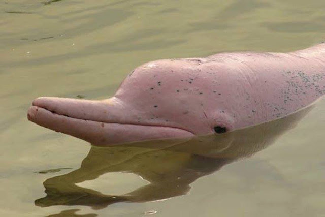 lumba-lumba albino yang sangat langka-13