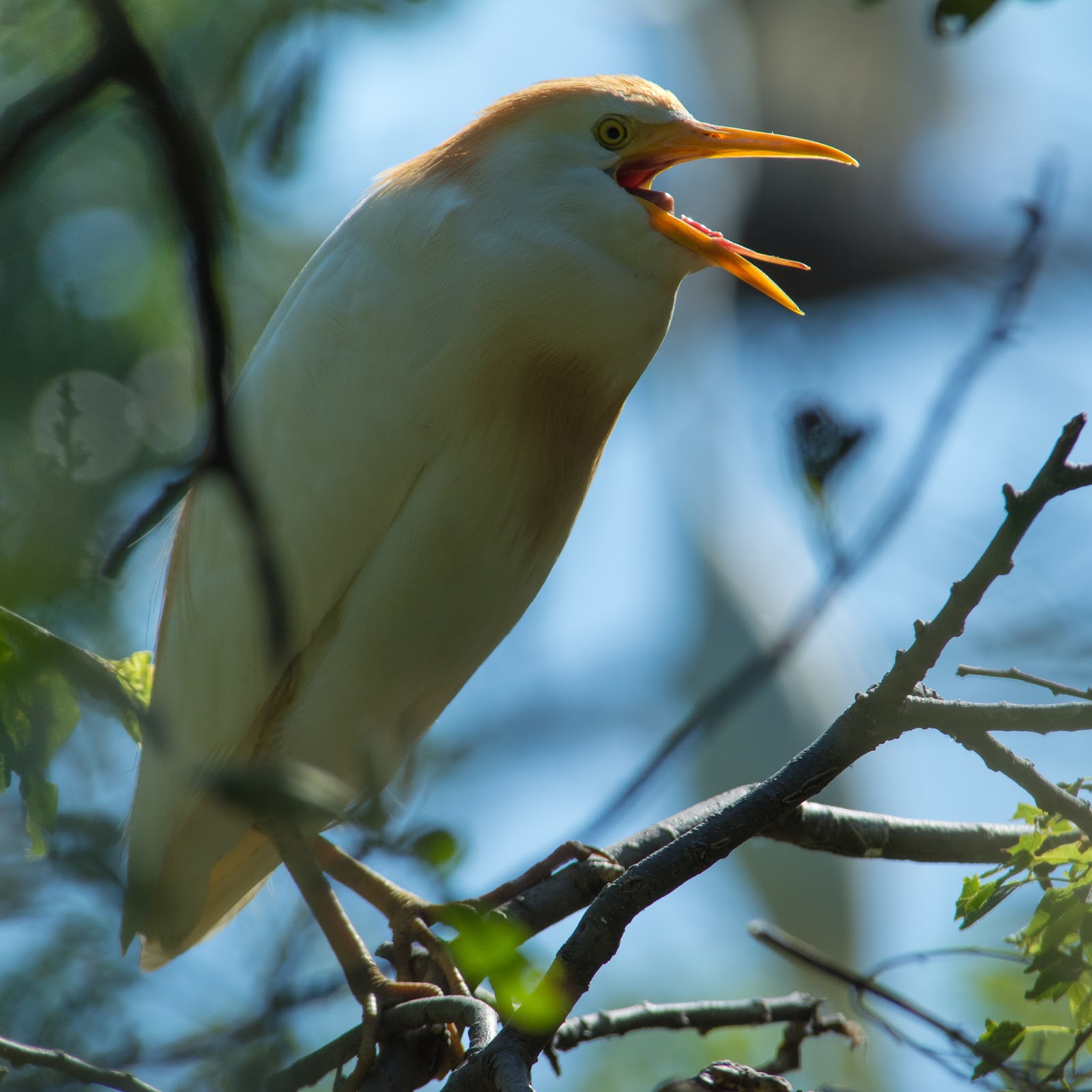 A Tree Falling: UT Southwestern Medical Center Rookery: June 2016
