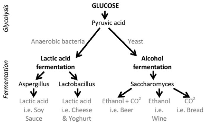 FOOD PRESERVING: THE FERMENTATION PROCESS