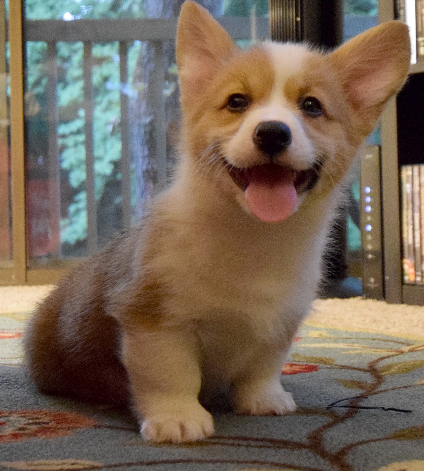 10 week old corgi