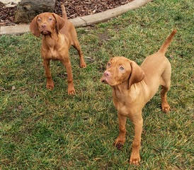 Bennie and his sister Drew at 12 weeks