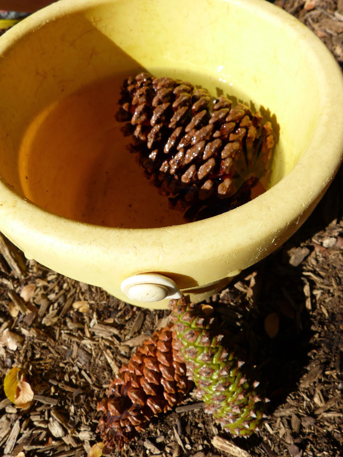 Paula's Primary Classroom: Pine cone science
