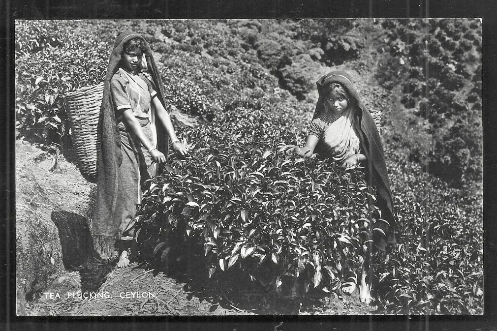 Tea Pluckers - Ceylon (Sri Lanka) c1930's