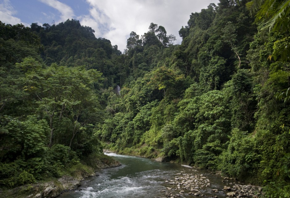  Tropical  Rainforests  of Sumatra  Indonesia  Tourism