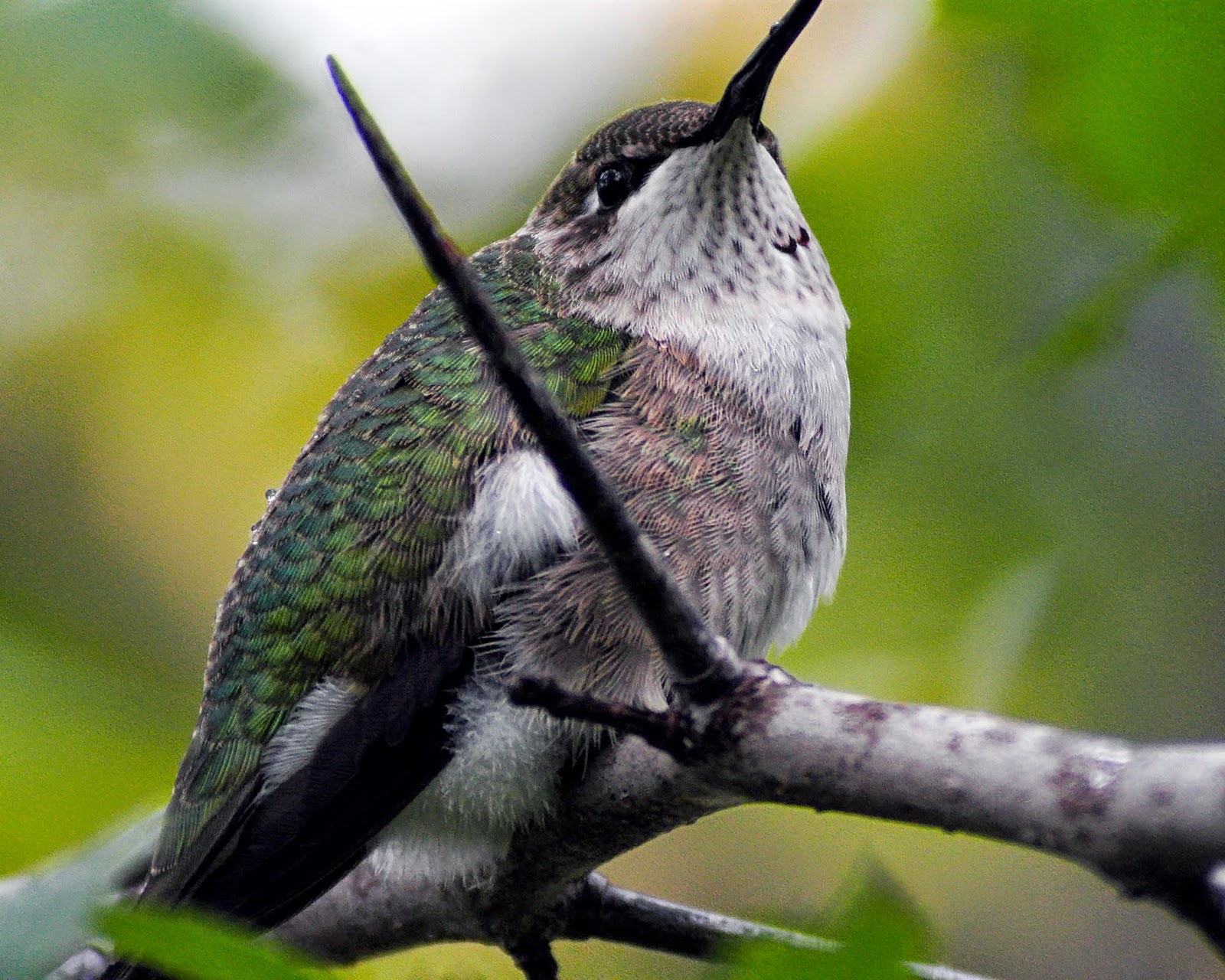 hummingbird method sex hummingbird method sex