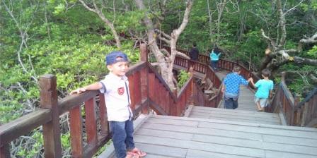 Taman Mangrove Destinasi wisata Baru Yang Menarik di Sukadana KKU Harga Tiket Masuk Taman Wisata Mangrove Sukadana