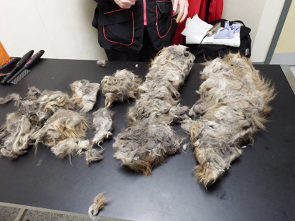 Underside of cat pelt removed Underside of cat pelt removed