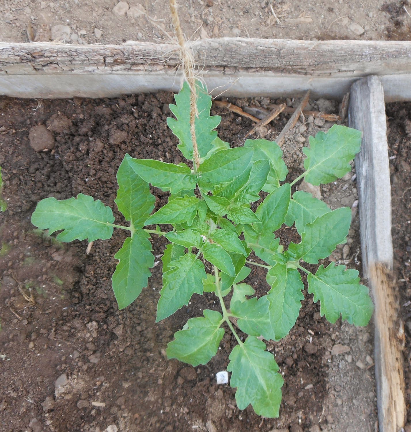 On Metzger Heritage Farm Certified Organic Plant Starts